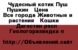 Чудесный котик Пуш-Пушкин › Цена ­ 1 200 - Все города Животные и растения » Кошки   . Дагестан респ.,Геологоразведка п.